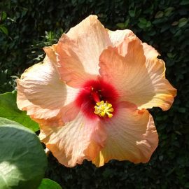 hibiscus-rosa-sinensis-guia-de-cultivo