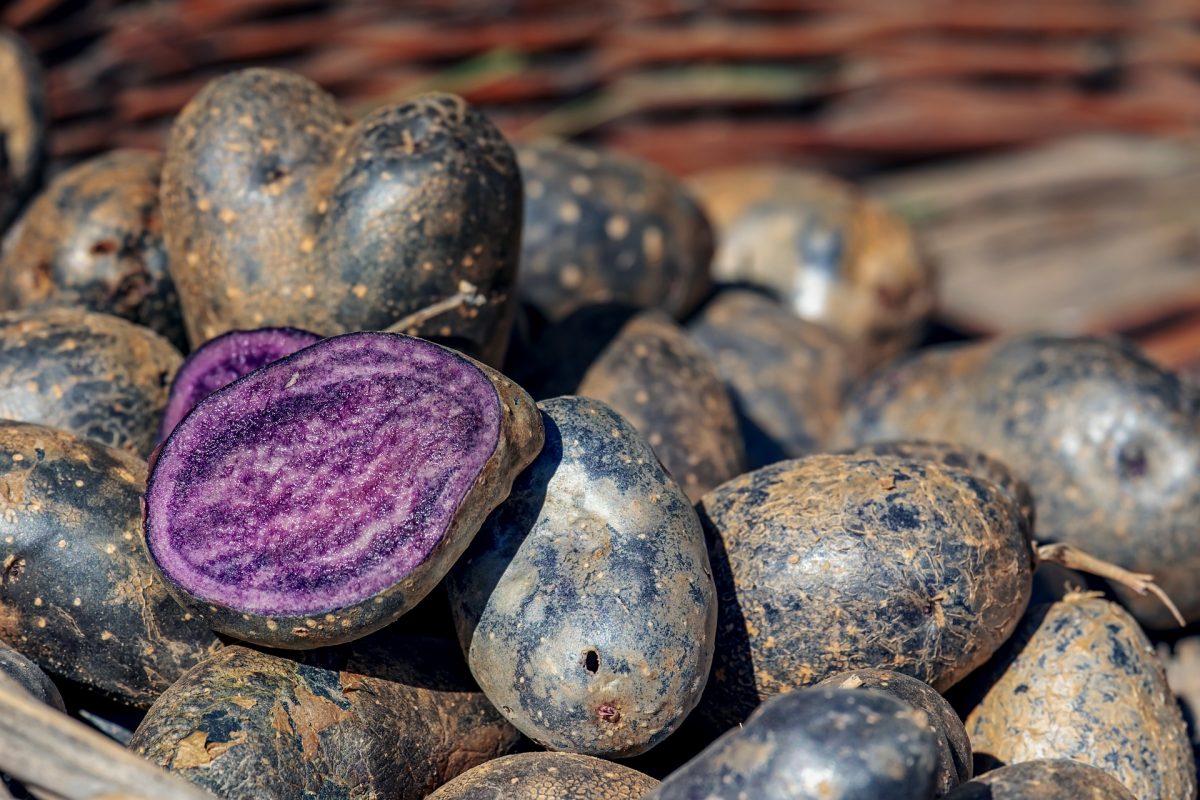 Patata violeta, información sobre el manejo de cultivos