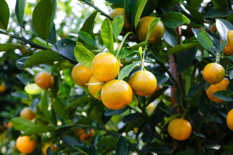 citricos-cultivo-guia-de-cuidado-800x533