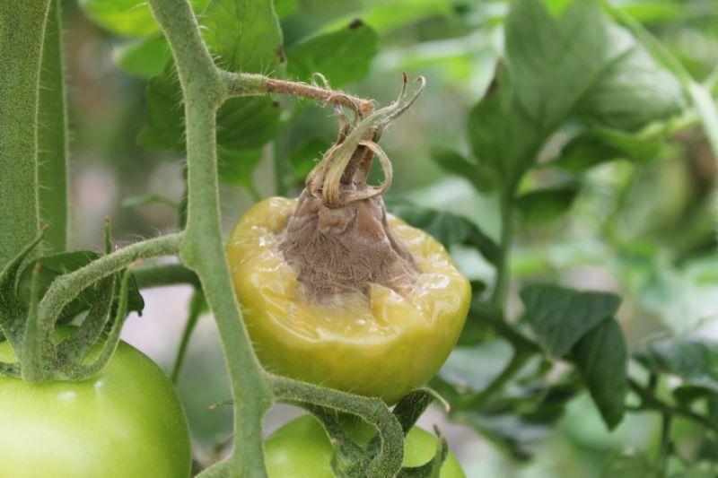 Moho gris del tomate (Botrytis cinerea) - identificación y control