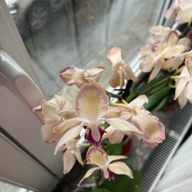 Orquídeas, ¿hojas caídas por el calor? ARM ES Community
