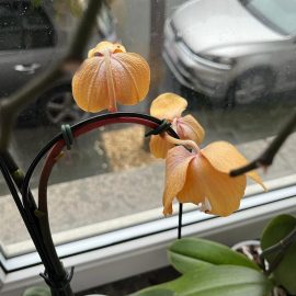 Orquídeas, ¿hojas caídas por el calor? ARM ES Community