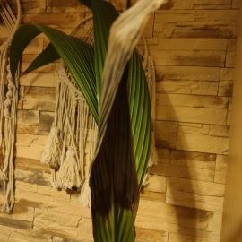 Palmera, Cocos nucifera con manchas marrones y hojas secas ARM ES Community