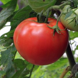 tomates-plagas-y-enfermedades-tratamientos