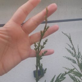 Plantas coníferas, ciprés con punta seca ARM ES Community