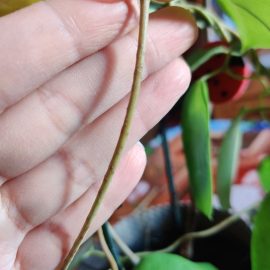 Stephanotis floribunda, hojas verde claro que se están secando ARM ES Community