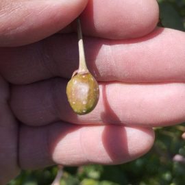Cereza ácida variedad Litovka – frutos dañados ARM ES Community