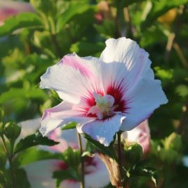 hibiscus-syriacus-plantacion-guia-cuidado-trabajos-800x533
