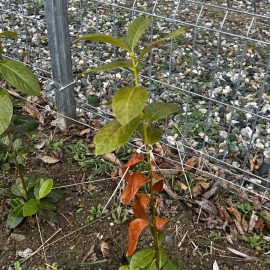 Laurel cerezo, hojas secas y amarillentas ARM ES Community