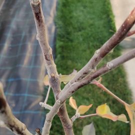 Manzano con pelusa blanca en ramas y hojas ARM ES Community