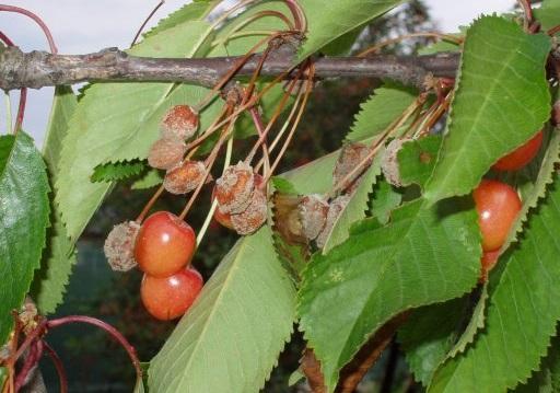 Podredumbre parda en frutas de hueso (Monilinia laxa) - identificación y control