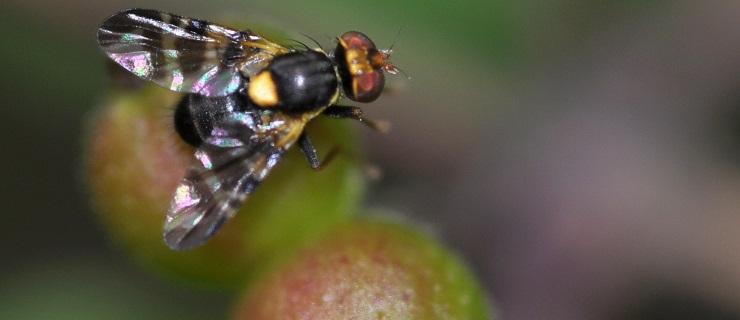 mosca-europea-de-la cereza-control-de-plagas