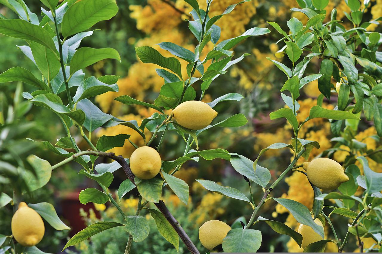 citrusfelek