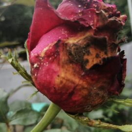A rózsák betegségei – fekete rothadás és szürkepenész ARM HU Community