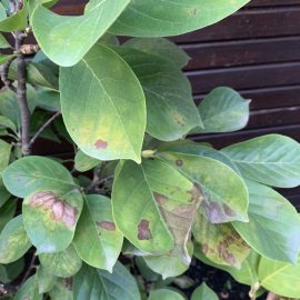 Liliomfa – hogyan lehet megszabadulni a leveleken lévő barna foltoktól? ARM HU Community