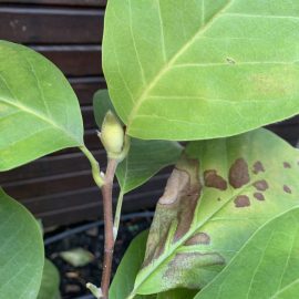 Liliomfa – hogyan lehet megszabadulni a leveleken lévő barna foltoktól? ARM HU Community