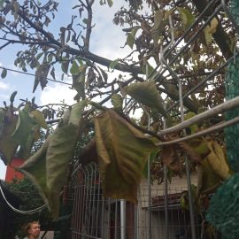 Liliomfa sárga és száraz levelekkel ARM HU Community