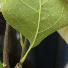 Magnólia – foltok a leveleken és kicsi zöld rovarok ARM HU Community