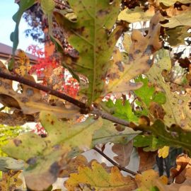 Tölgy – sárga és barna levelek ARM HU Community