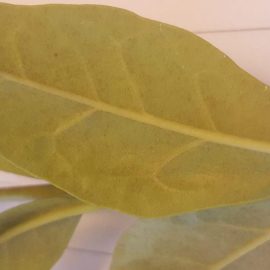 Fagyal – értékét vesztett levelek a dekoratív kéregréteg miatt ARM HU Community