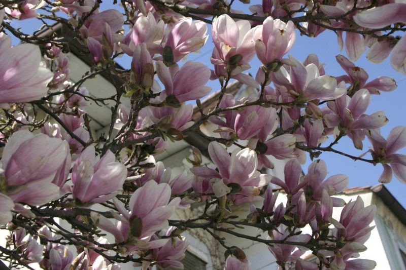 Magnolia-liliomfa-gondozasa