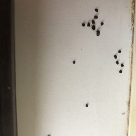 A szobanövényeimet hernyók és atkák támadták meg ARM HU Community