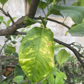 Citrusfélék, világoszöld levelek és sárgulás ARM HU Community