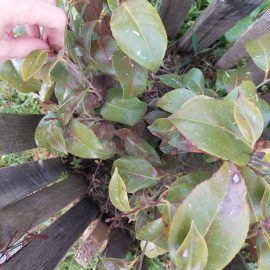 Kamélia barna levelekkel és leszáradt bimbókkal ARM HU Community