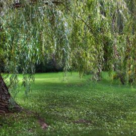 fűz-Salix-gondozás-ültetés