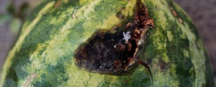 Antracnosi del fagiolo (Colletotrichum lindemuthianum) - identificazione e controllo