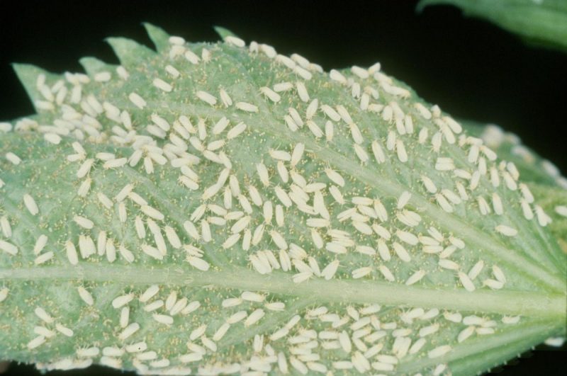 Mosca bianca (Trialeurodes vaporariorum) - gestione dei parassiti
