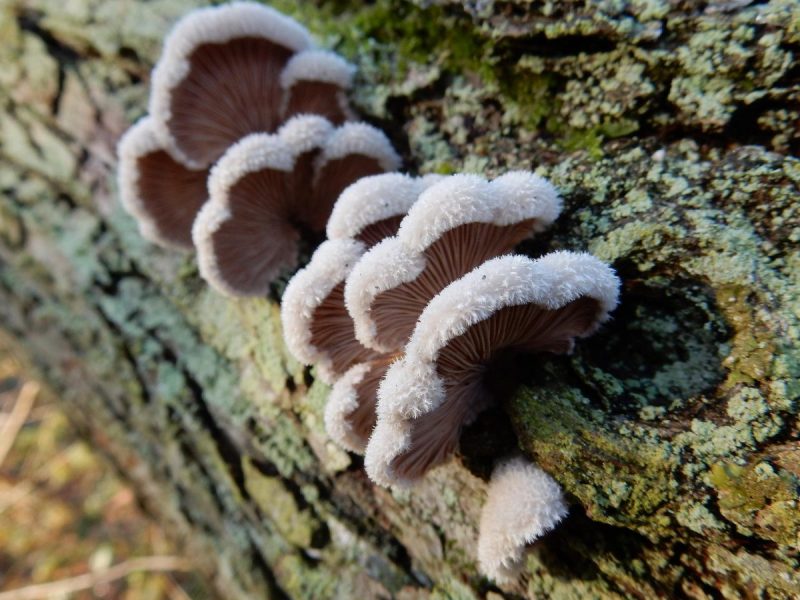 alberi-licheni-funghi