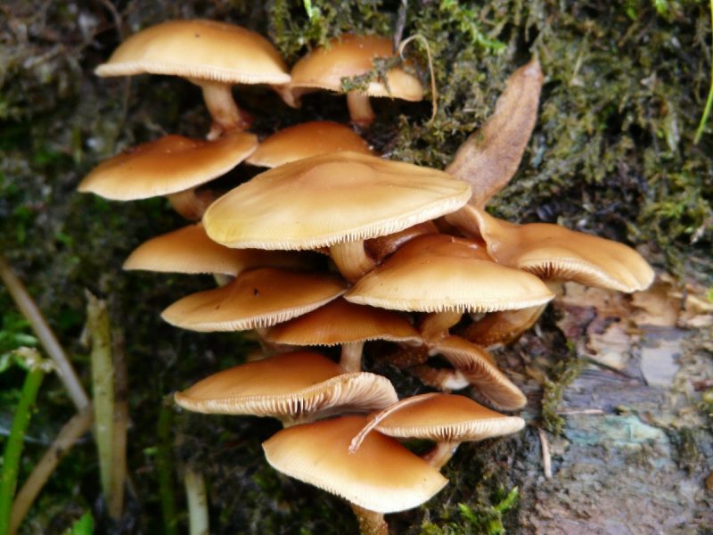 funghi-dell-olmo