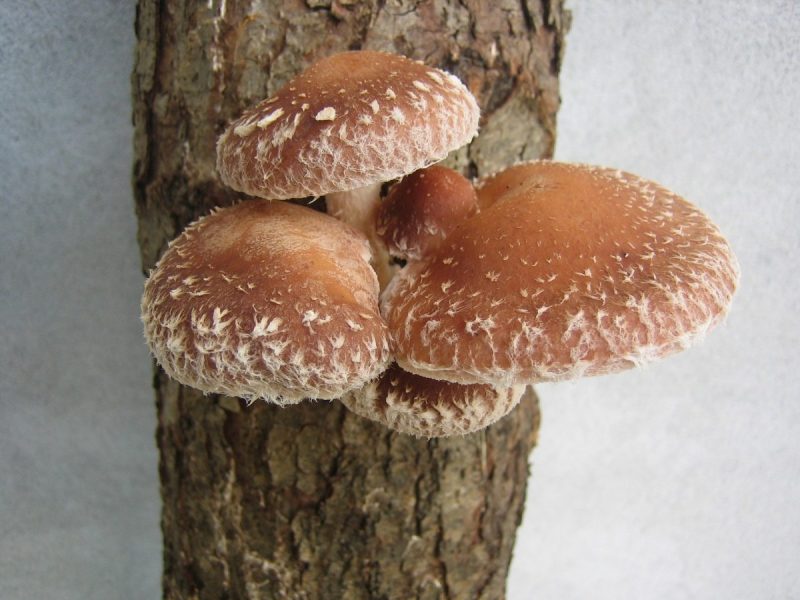 funghi-shiitake-crescita-guida