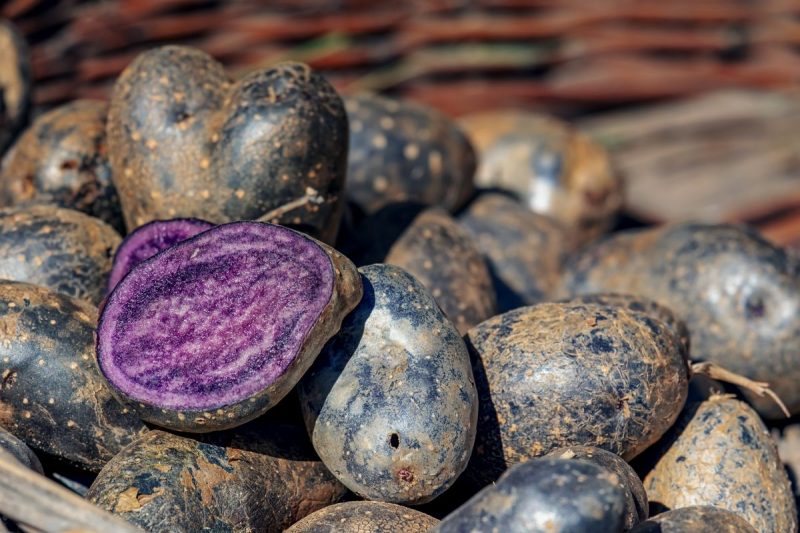 patata-viola-coltivazione-raccolta