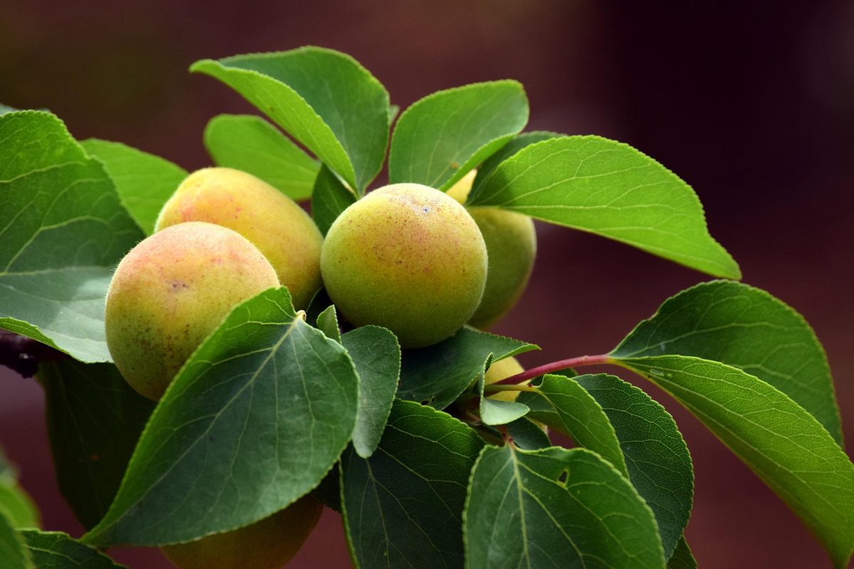 Calendario delle cure alberi da frutto