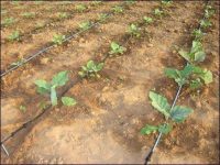 melanzane irrigazione