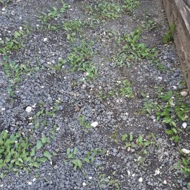 Ambrosia e altre erbacce nel mio giardino ARM IT Community