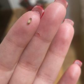 Cosa sono queste minuscole larve sui muri di casa mia? ARM IT Community