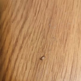 Cosa sono queste minuscole larve sui muri di casa mia? ARM IT Community