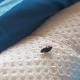 Cosa sono questi insetti nel mio divano? ARM IT Community