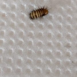 Cosa sono questi insetti nel mio divano? ARM IT Community