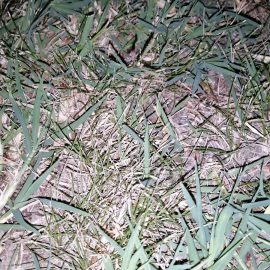 Sbarazzarsi della gramigna nel tappeto erboso di Poa Pratensis ARM IT Community