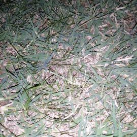 Sbarazzarsi della gramigna nel tappeto erboso di Poa Pratensis ARM IT Community