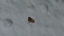 Sul muro e sul parquet compaiono piccoli insetti (1 mm). ARM IT Community