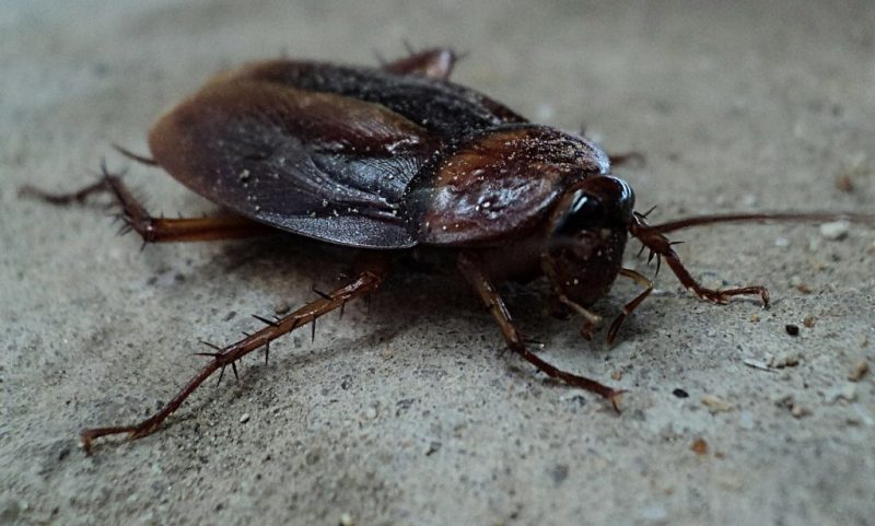 Come sbarazzarsi di scarafaggi, specie orientali