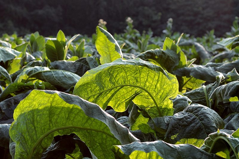 Tabacco, tecniche di coltivazione e raccolta