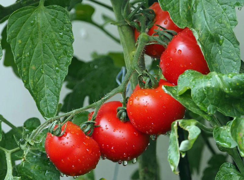 Pomodori - fertilizzazione in diverse fasi dello sviluppo delle colture