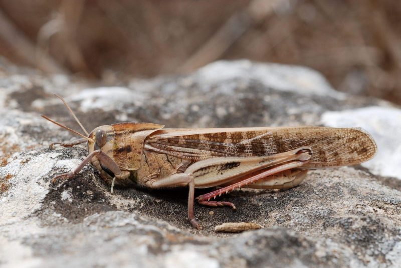Locuste - gestione dei parassiti