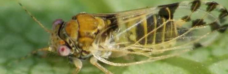 Psilla del cavolo (Phyllotreta atra) - gestione dei parassiti
